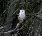 Barn Owl
