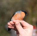 Bullfinch