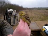 Yellowhammer
