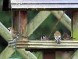 Tree Sparrow