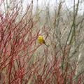 Yellowhammer