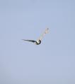 Barn Owl
