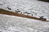 Oystercatcher