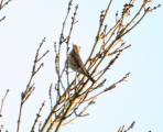 Redwing