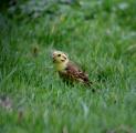 Yellowhammer