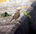 Rock Pipit