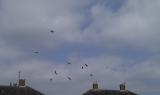 Red Kite