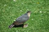 Sparrowhawk