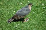 Sparrowhawk