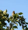 Corn Bunting