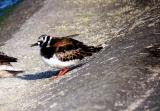 Ruddy Turnstone