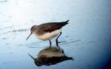Green Sandpiper
