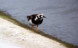 Ruddy Turnstone