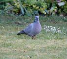 Stock Dove