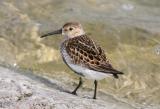 Dunlin