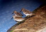 Sanderling