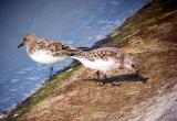 Sanderling