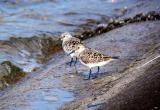 Sanderling