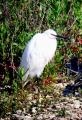 Little Egret