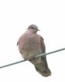 Turtle Dove