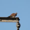Turtle Dove
