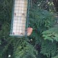 Bullfinch
