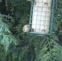 Tree Sparrow