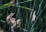 Reed Warbler