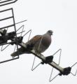 Turtle Dove