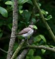 Spotted Flycatcher