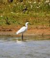 Little Egret