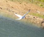 Common Tern