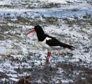 Oystercatcher