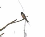 Barn Swallow