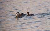 Black-necked Grebe