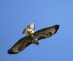 Buzzard