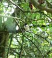 Marsh Tit