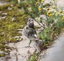 Curlew Sandpiper