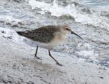 Curlew Sandpiper