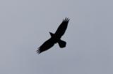 Raven