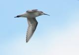 Curlew Sandpiper