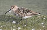 Dunlin