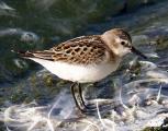 Little Stint