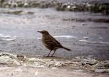 Rock Pipit