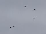 Raven