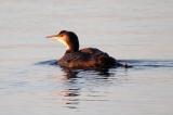 Great Northern Diver