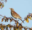 Fieldfare