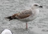 Yellow-legged Gull