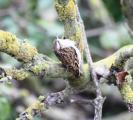 Treecreeper