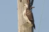 Buzzard